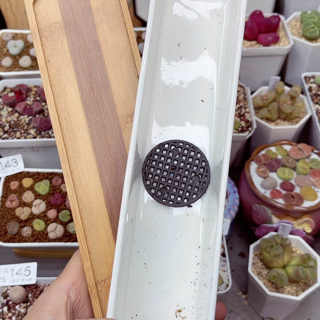 郎哥多肉生石花25-91