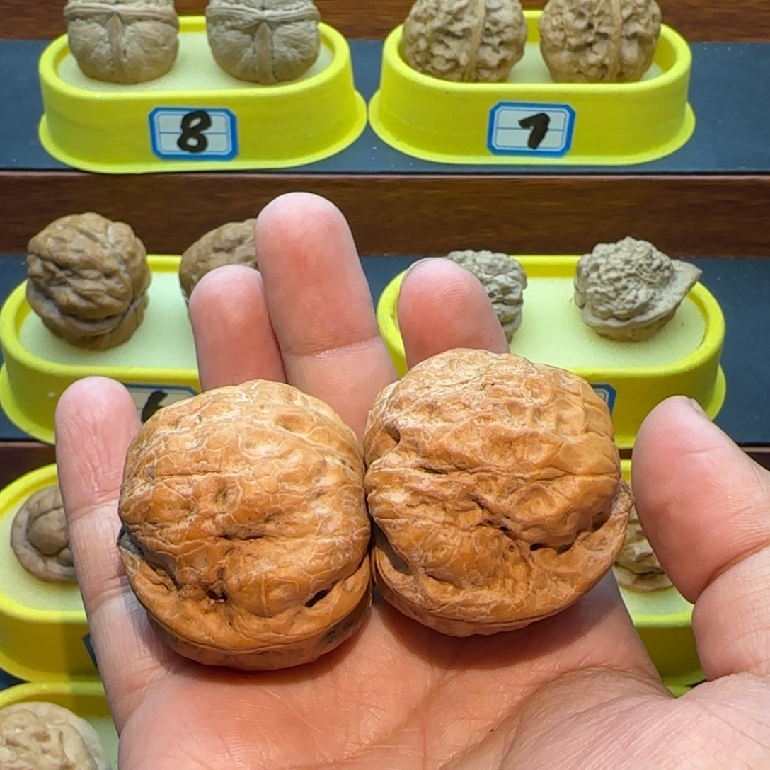 野***哥桃核把件大屁股核桃
