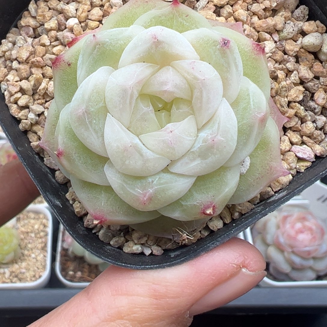 449号梨花白晗雨多肉