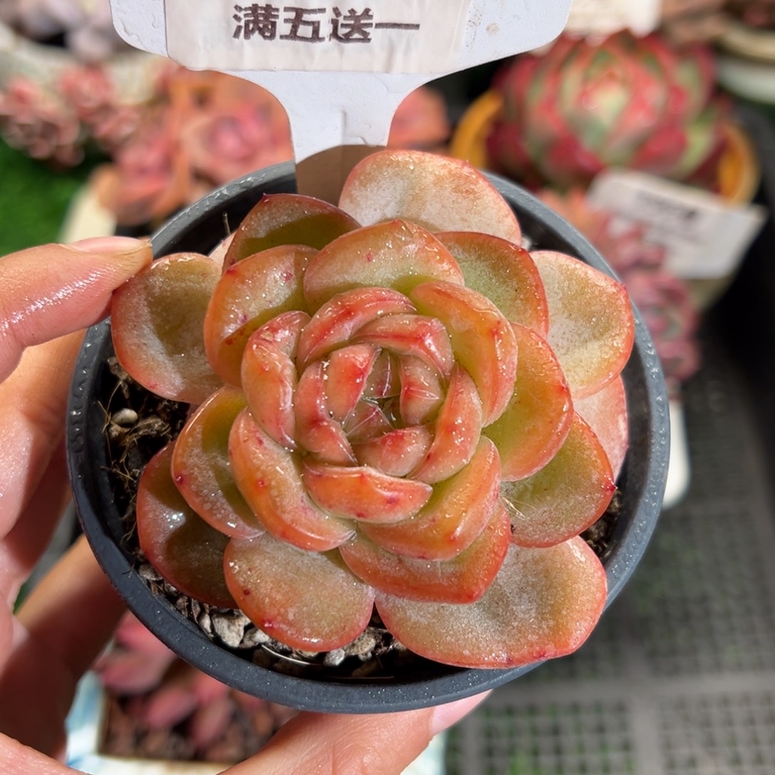 表妹精品多肉植物188.