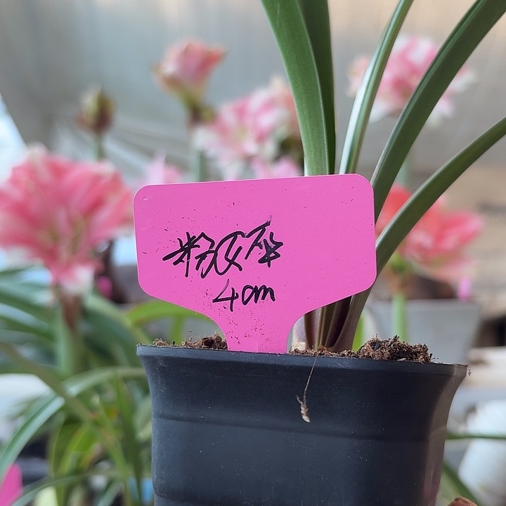 无花朵粉女巫朱顶红直径4左右