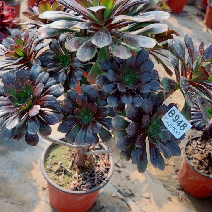 948圆叶多肉植物