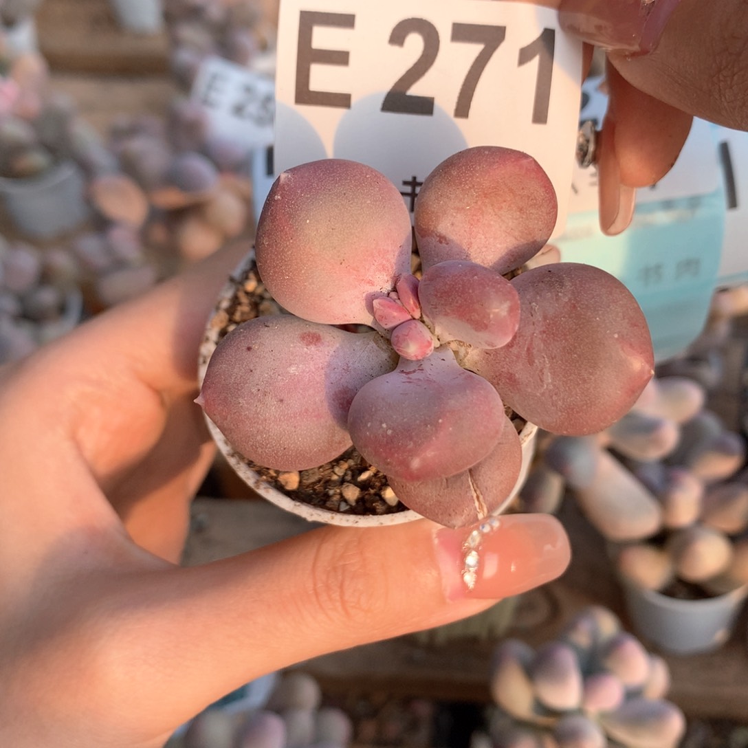 小屁桃小屁桃小屁桃271