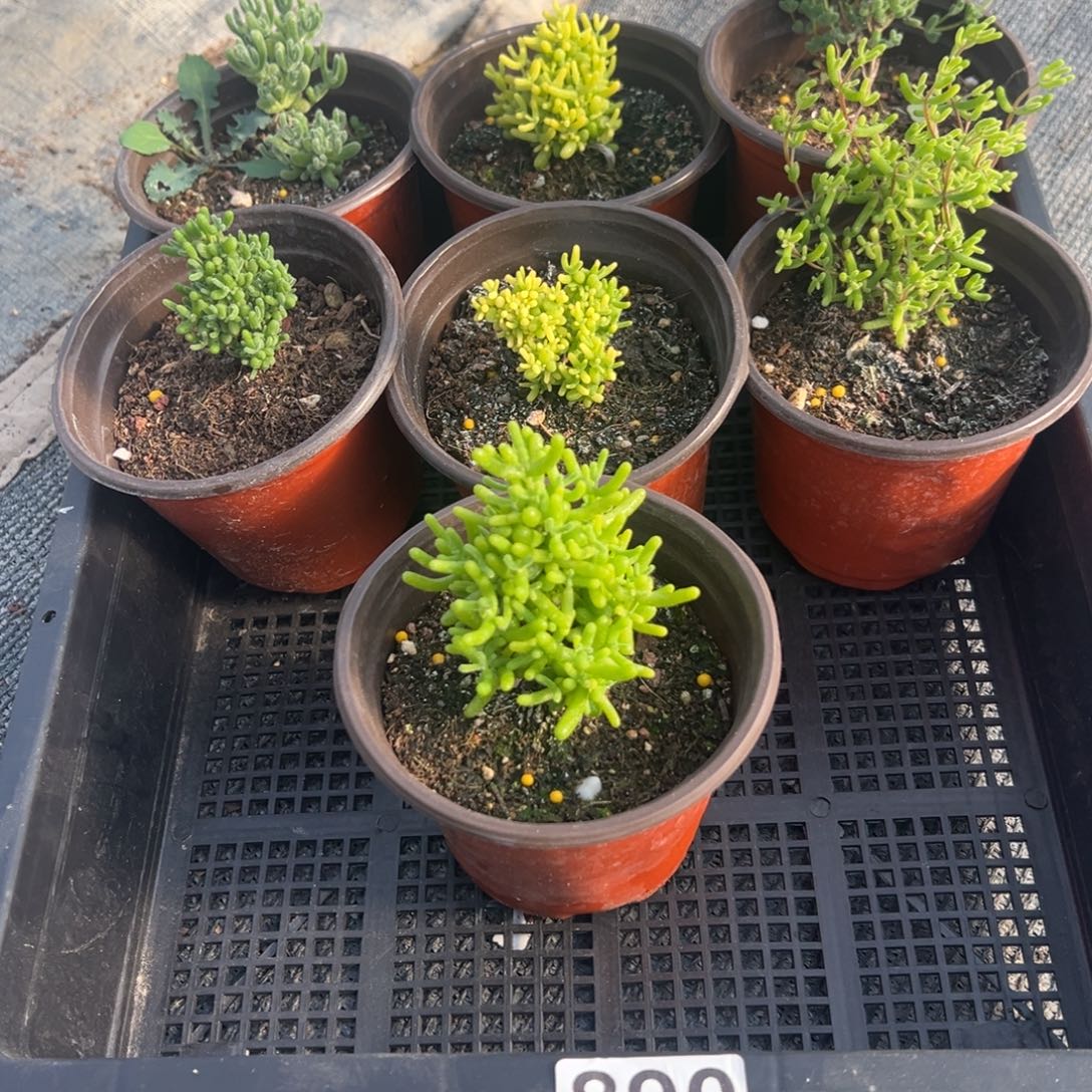 枝干番杏多肉植物890安