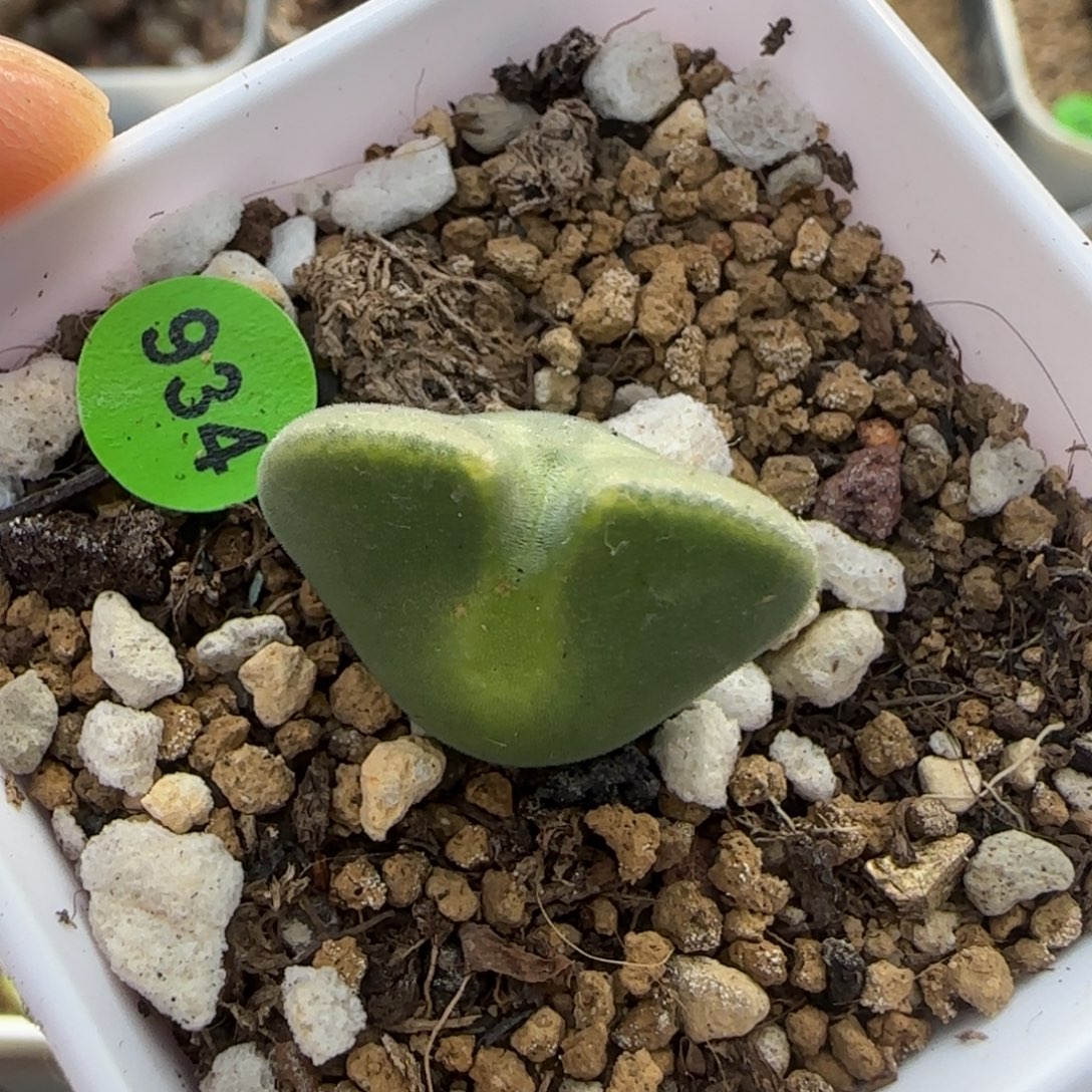 ****专拍漂亮多肉植物934