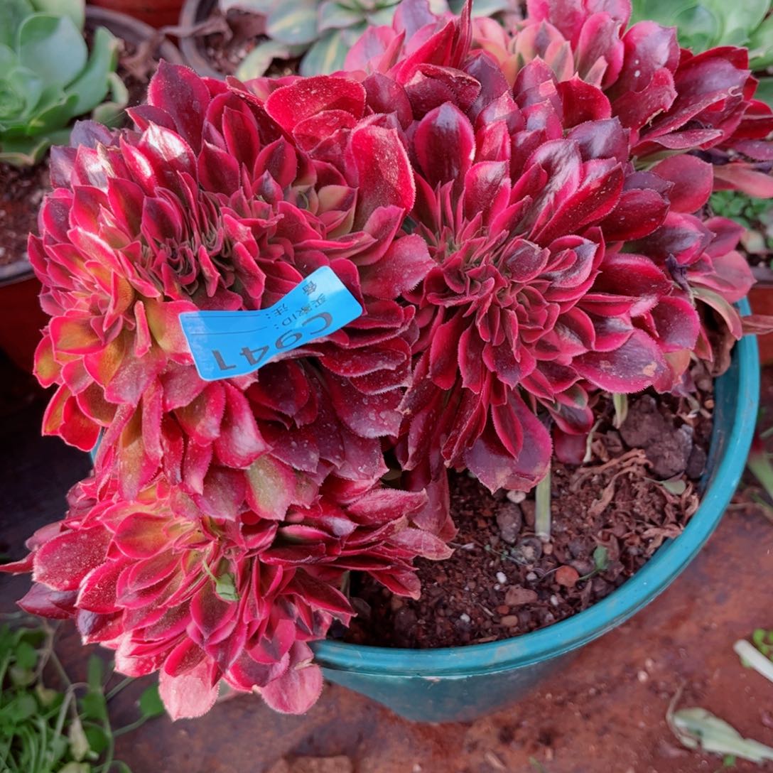 多肉植物941洛神