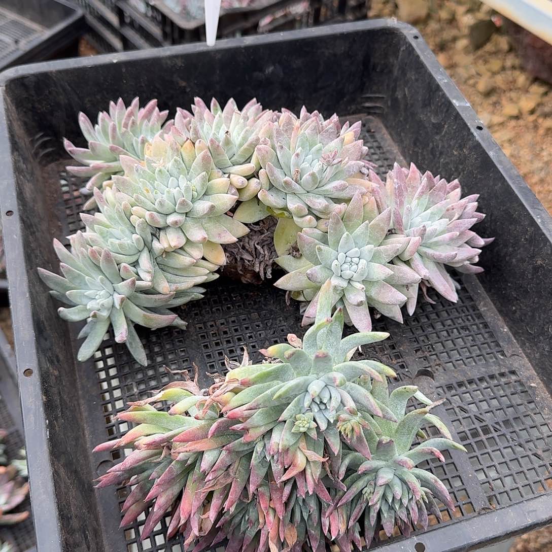 ᥫ***西多肉植物仙女杯A088