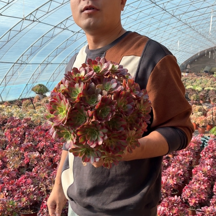 精品安娜好看好养