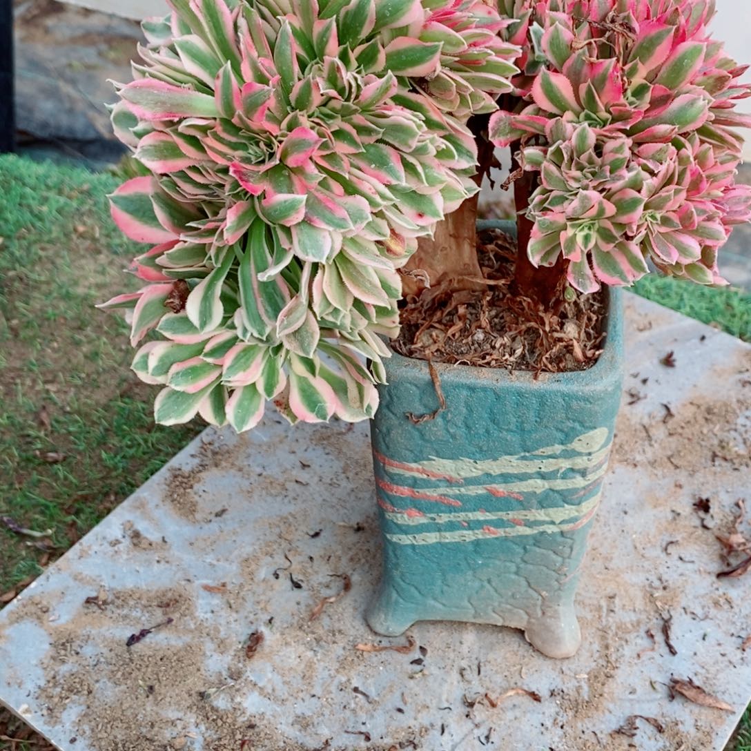 丁****完全开放6118号粉女巫缀化1颗