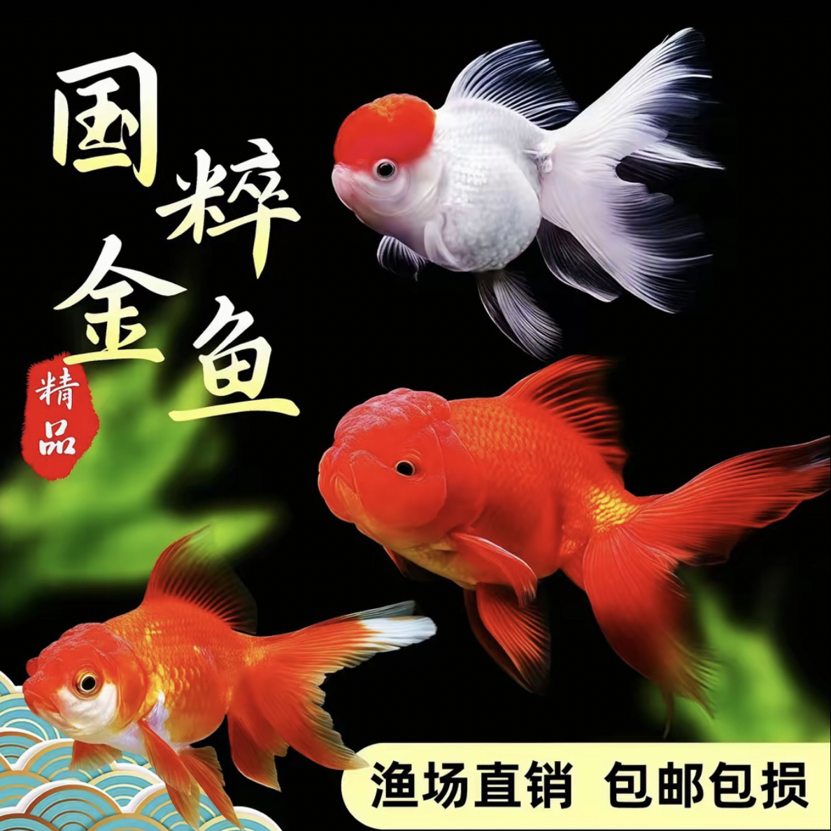 【精品大金鱼】7只  人工精挑  冷水观赏鱼 品种混搭 6-8公分 