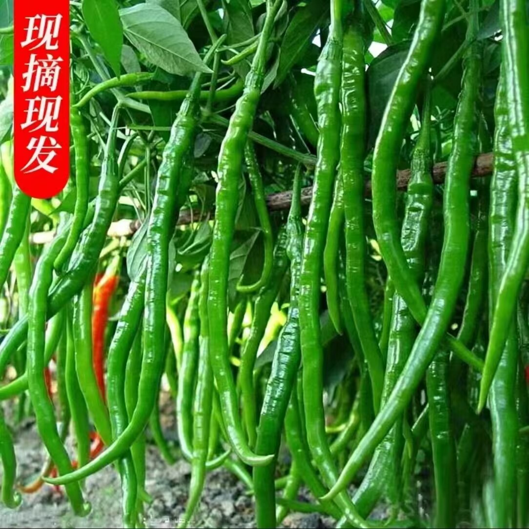 高山青红线椒新鲜现摘现发