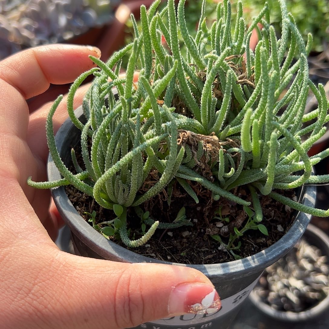 多肉植物天赐开花