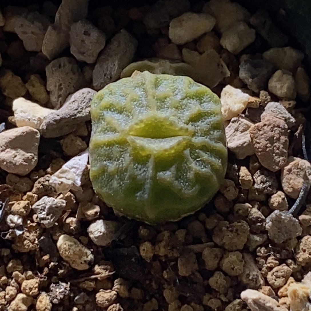 开播福利双头青蛙dt7778