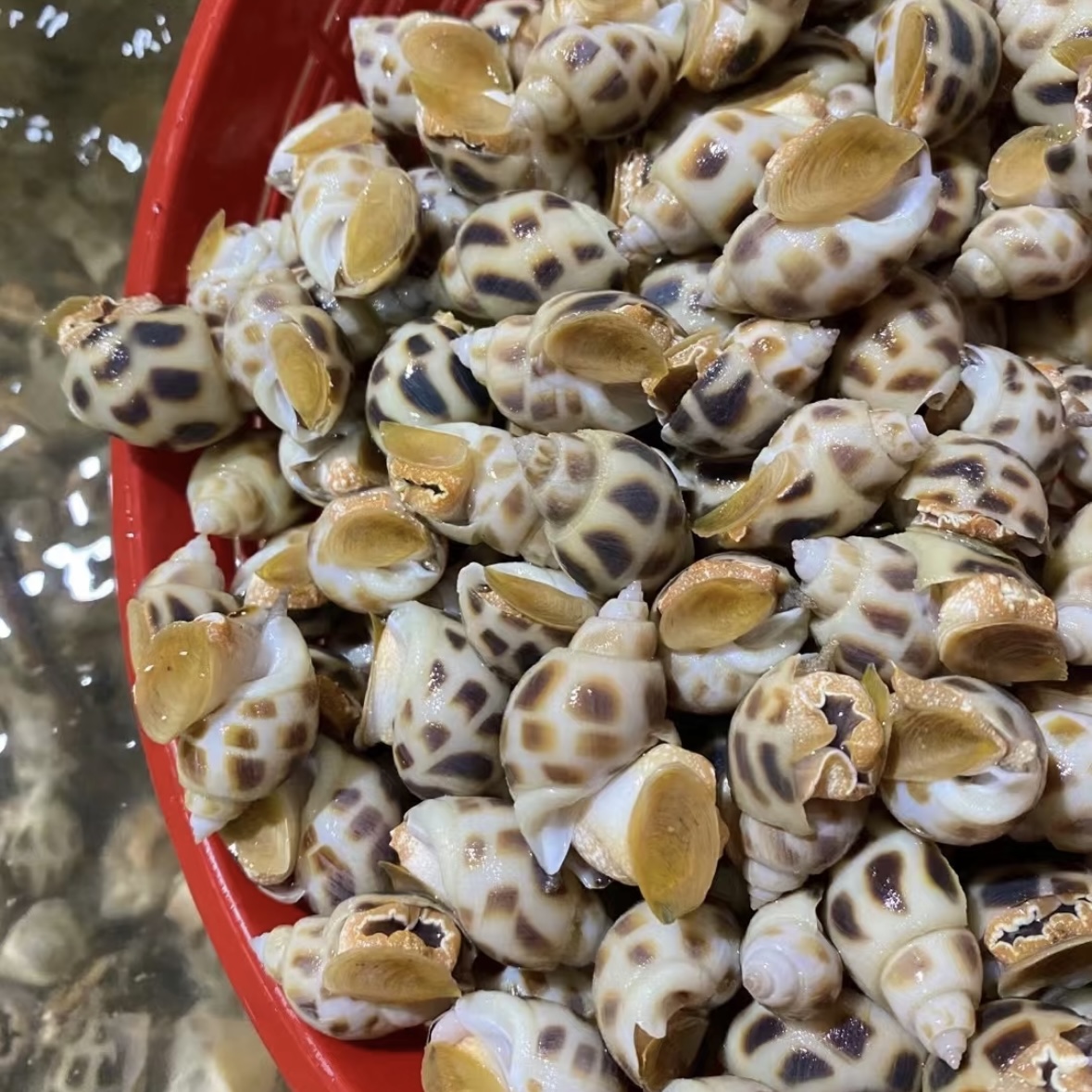 新鲜大号花螺/斤