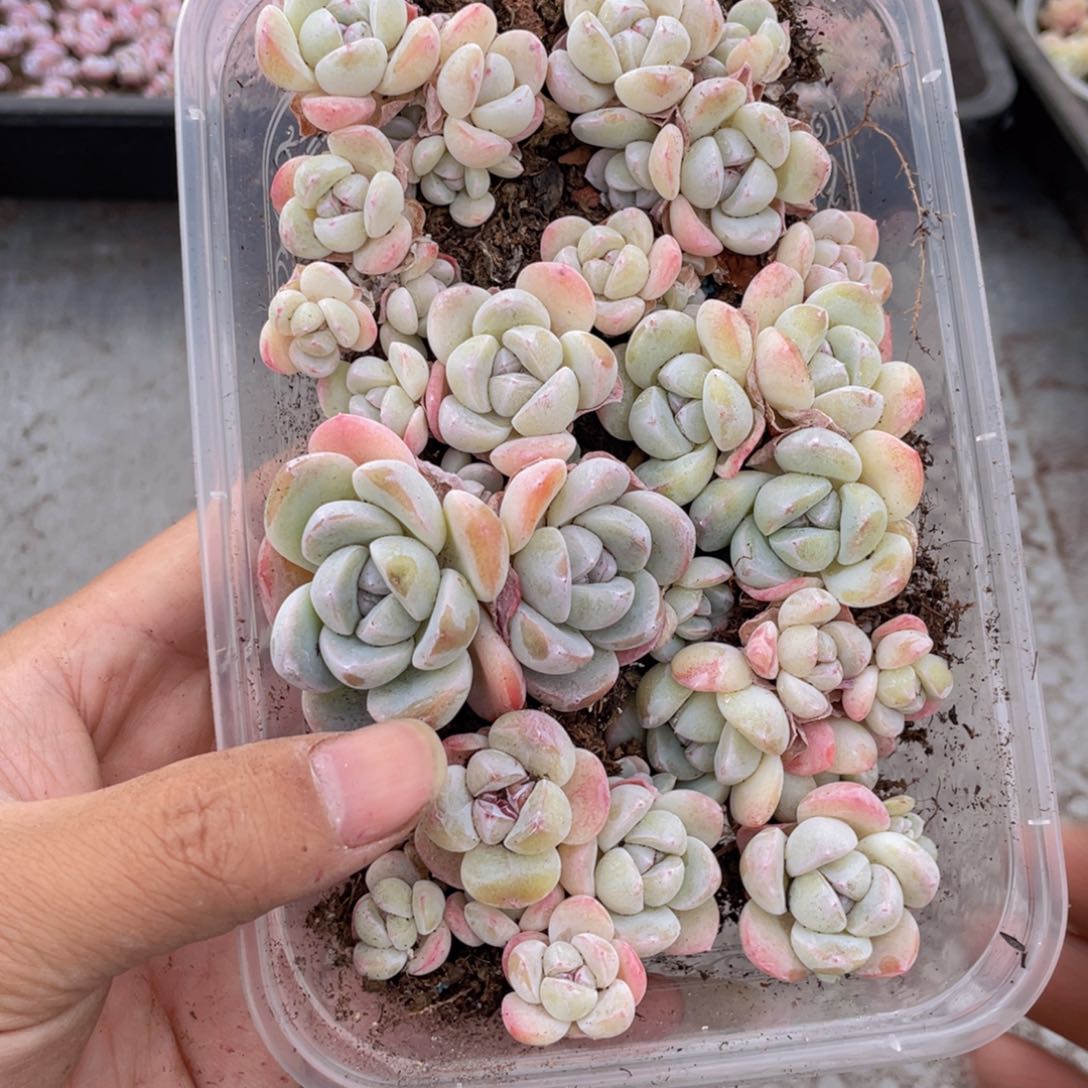 云糖心多肉植物660