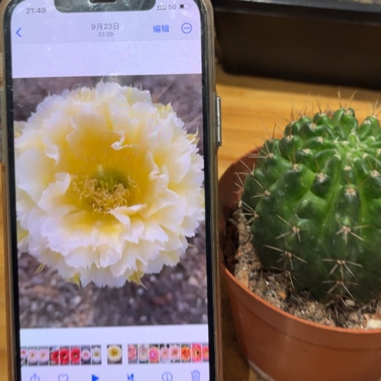 彩草黄牡丹6公分左右