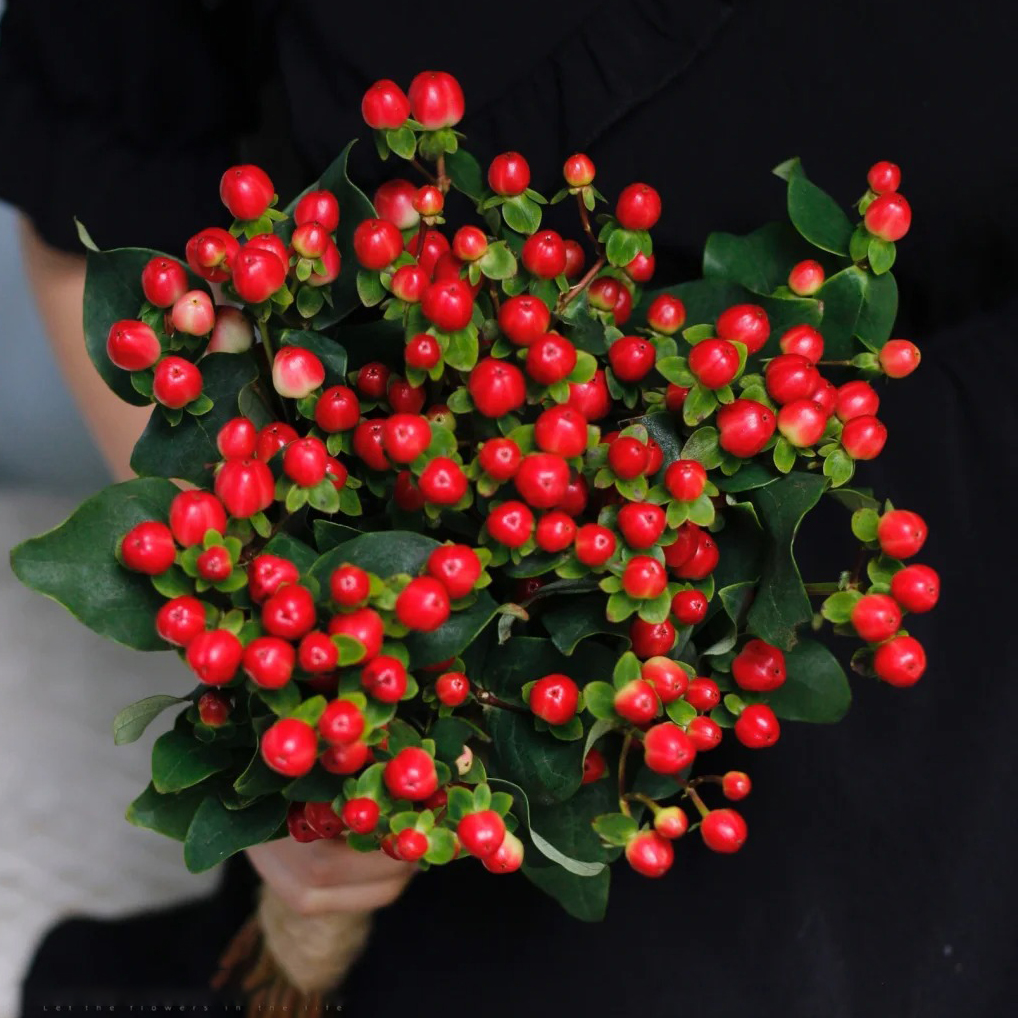 花满忆【红豆】5枝红方豆家居鲜花喜庆热闹任意满两单顺丰包邮三单送花瓶今天拍明天到次日达