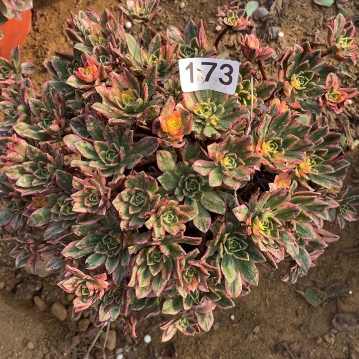 无花朵173多肉植物甜茶