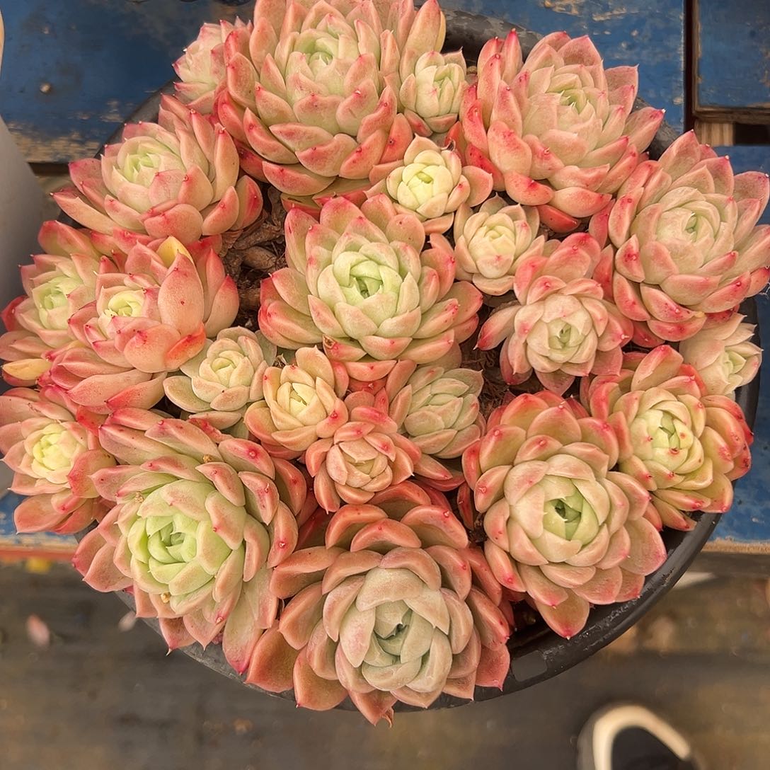 女王麦秆多肉植物