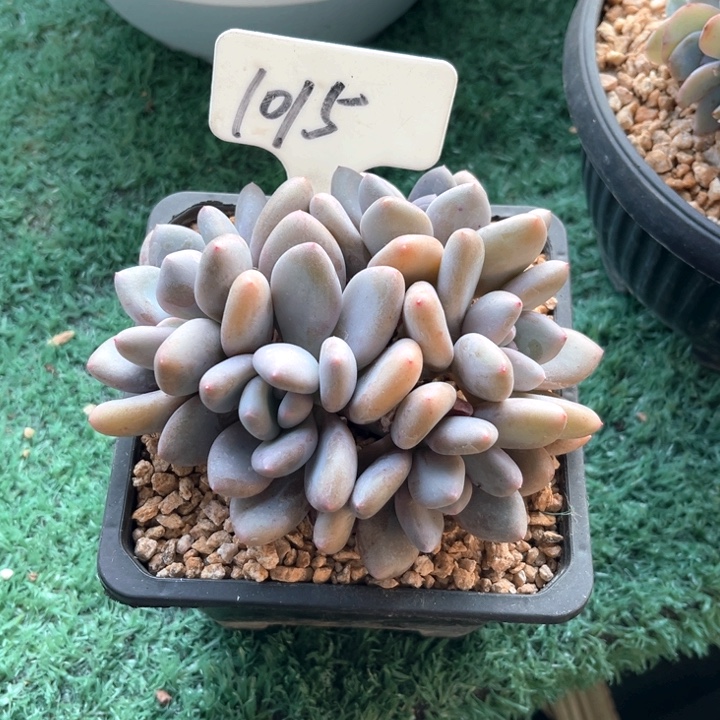 三明让1015号码牌子的话