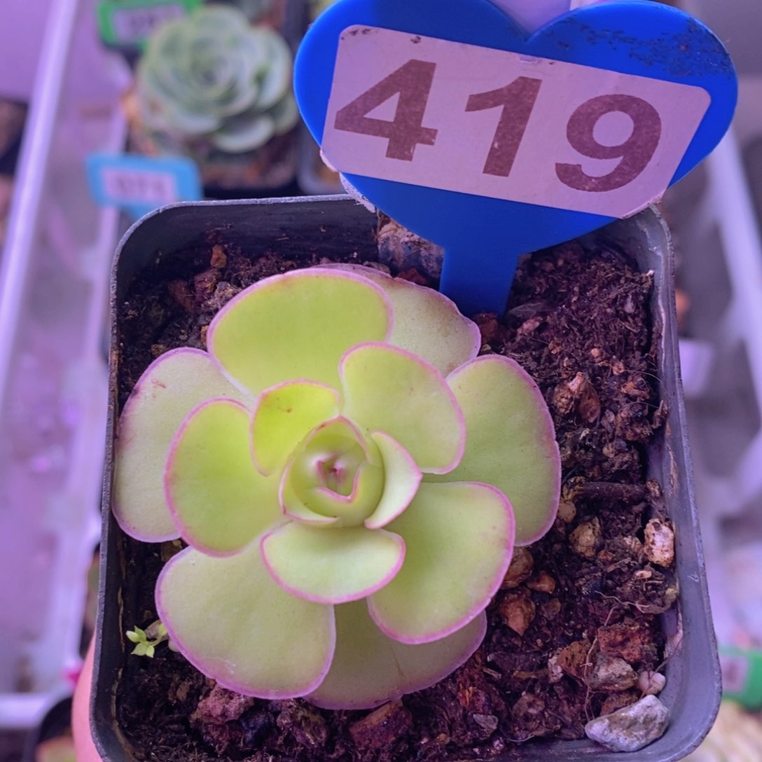 蝶恋花玫瑰419 裸根发