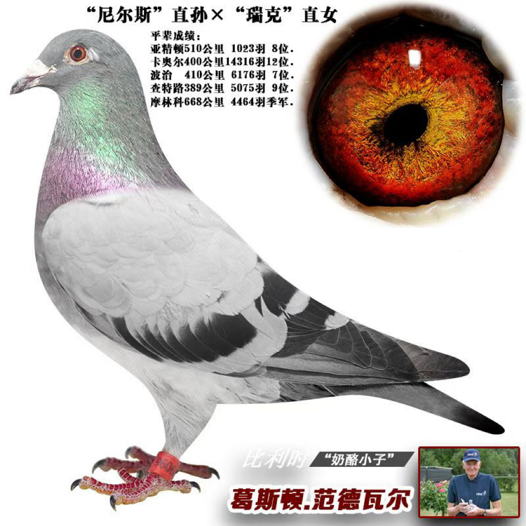 植物提取立消汤赛鸽信鸽观赏鸽种鸽幼鸽适用