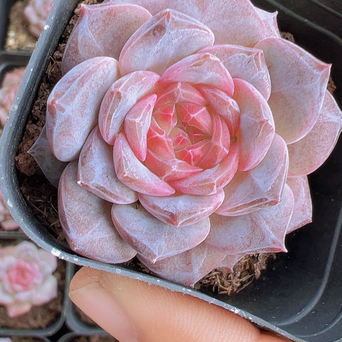 精品冰魄19包邮多肉