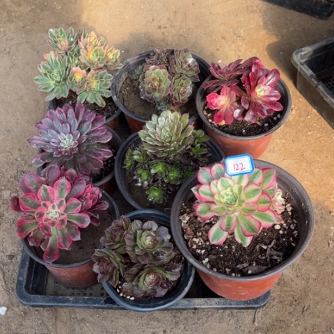 122多肉植物组合