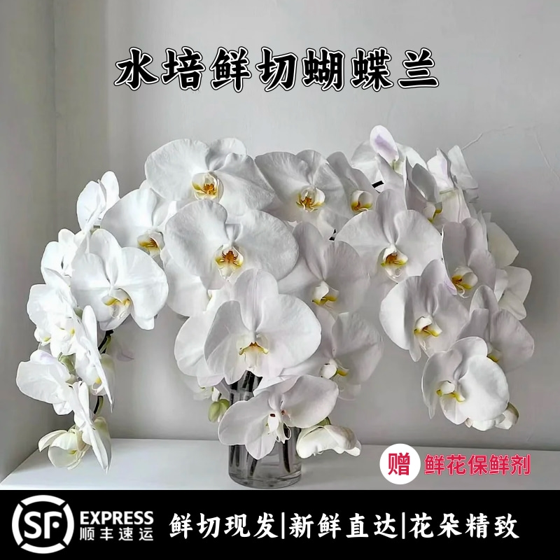 白色鲜切蝴蝶兰v3花材水培白花插花兰花蝴蝶兰鲜切花鲜花室内瓶插