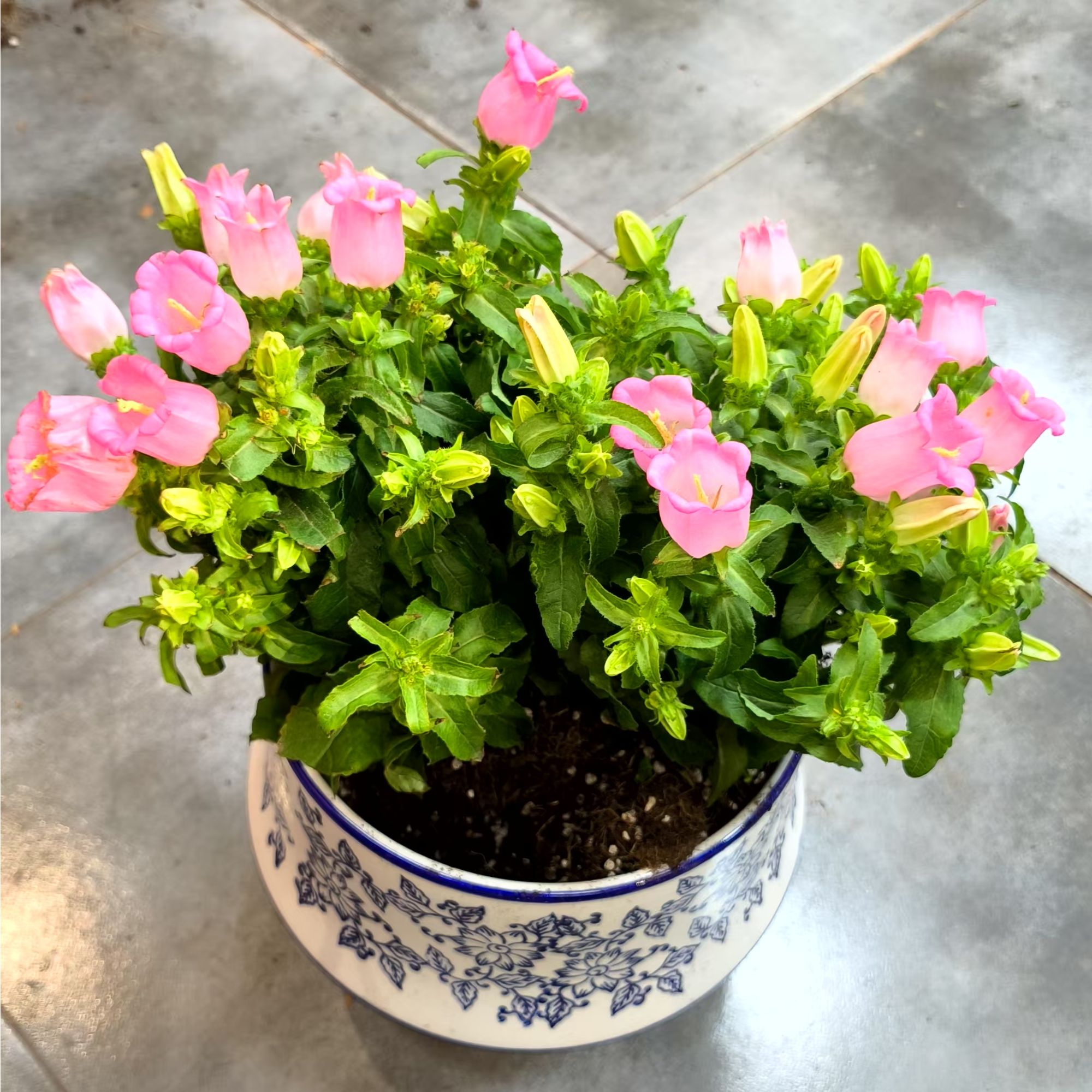 【浪漫清新】风铃花