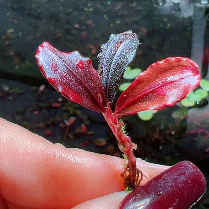 福利36号福利价植物一头
