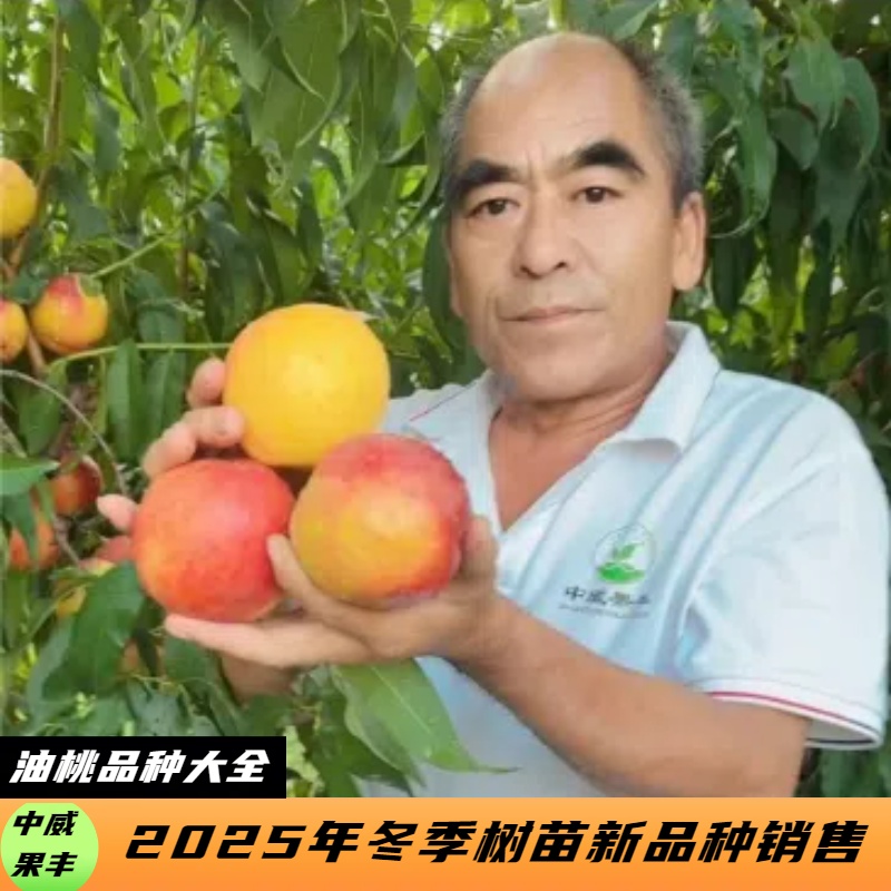 油桃新品种大全果树大果橙子高甜早熟晚熟南北方皆可种植