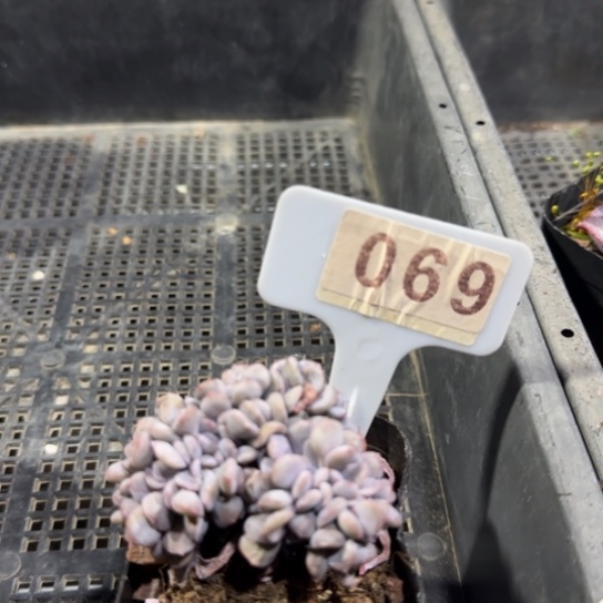 69雪精灵缀一物一拍多肉