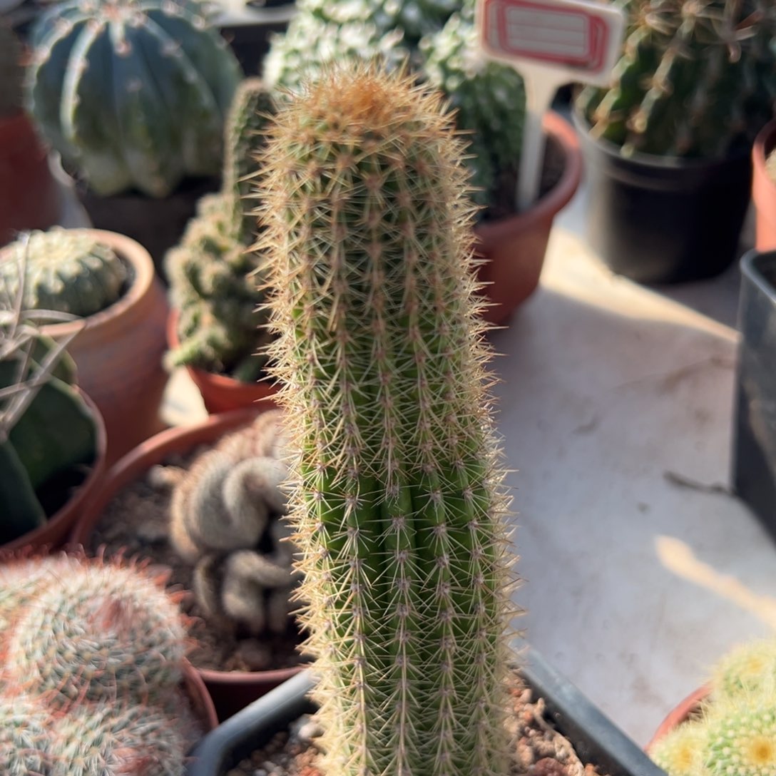 紫***竹特价零零落落 零零落落