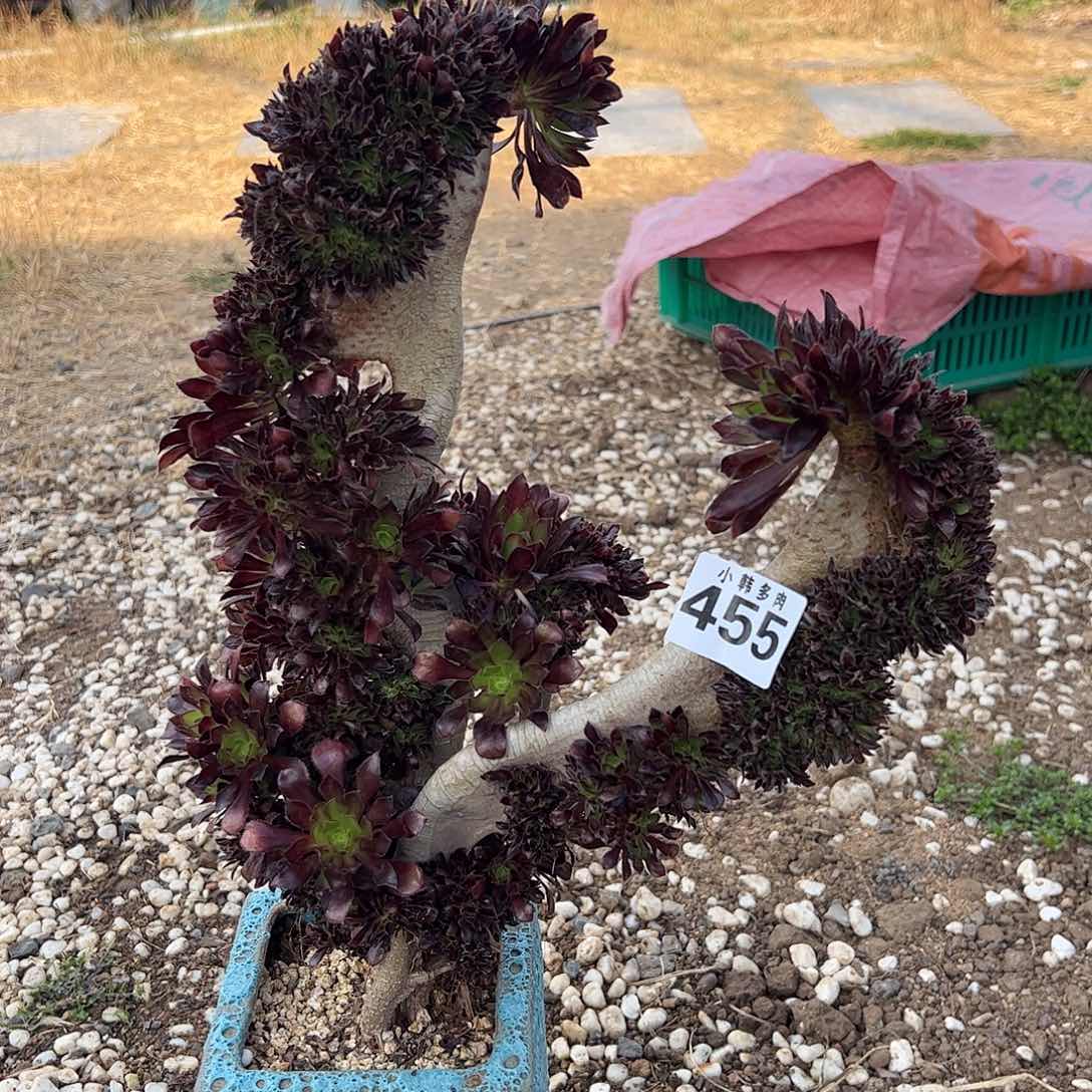 455黑法师缀化一颗