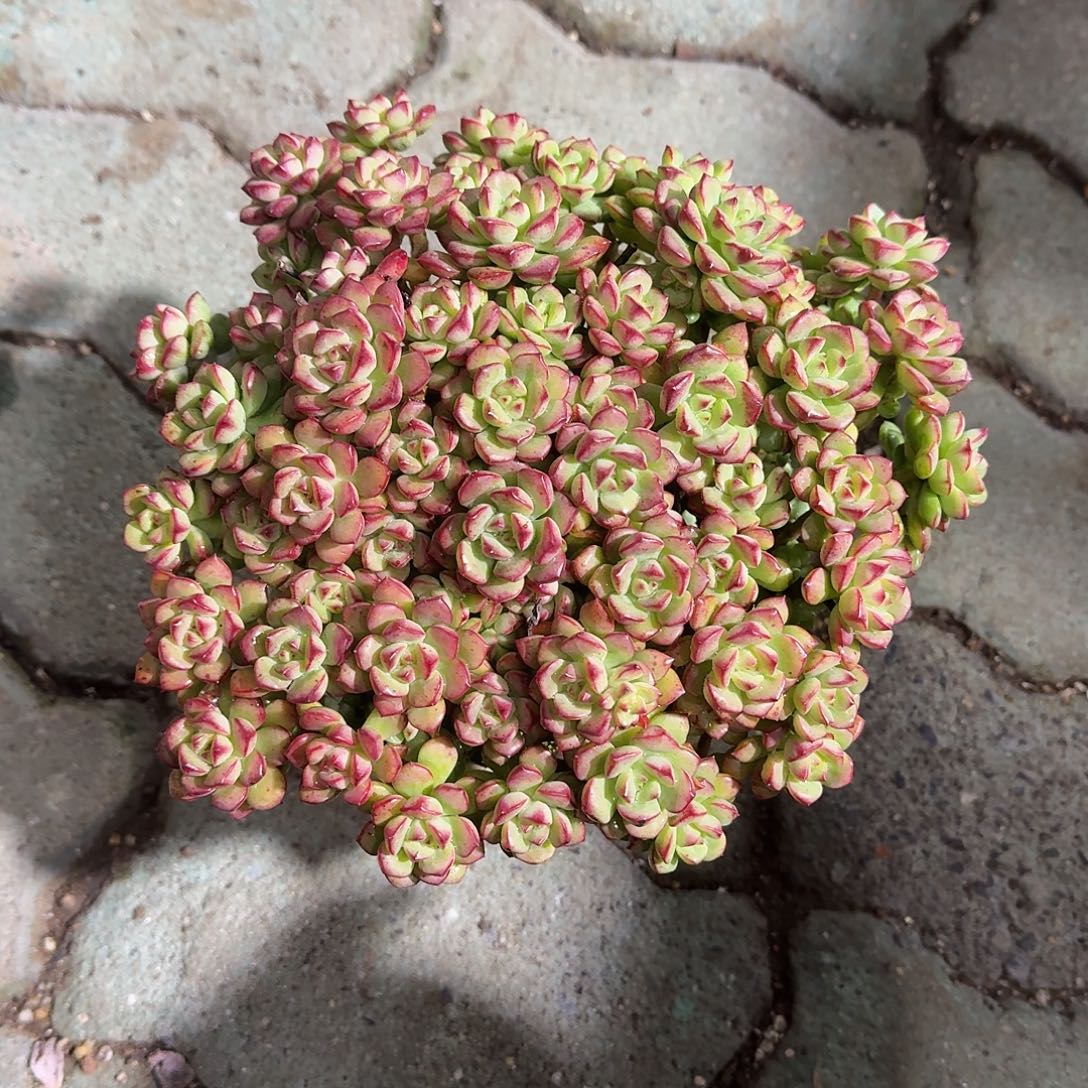 大号探戈多肉植物