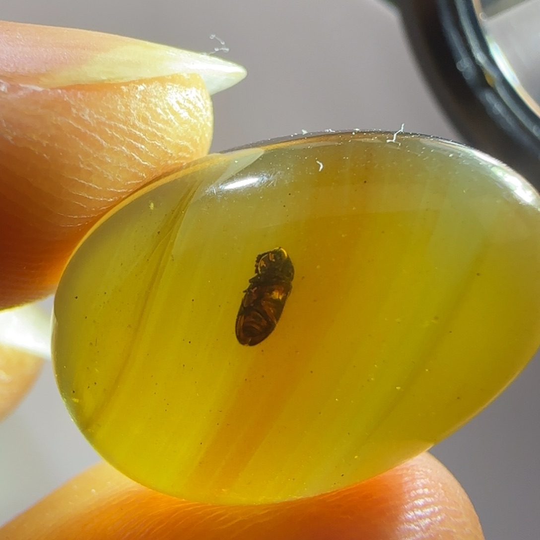 未镶嵌琥珀裸石甲虫