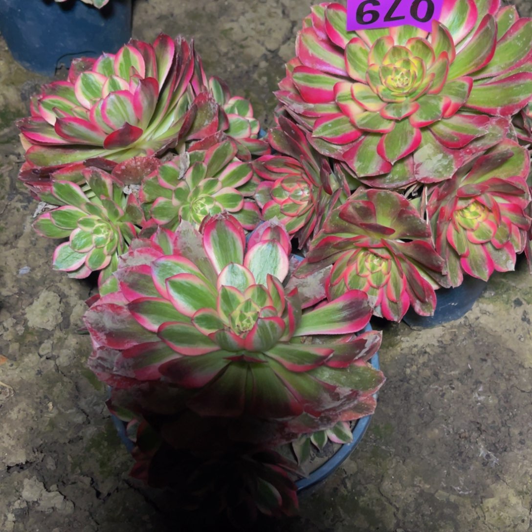 三盆法师26////19包邮