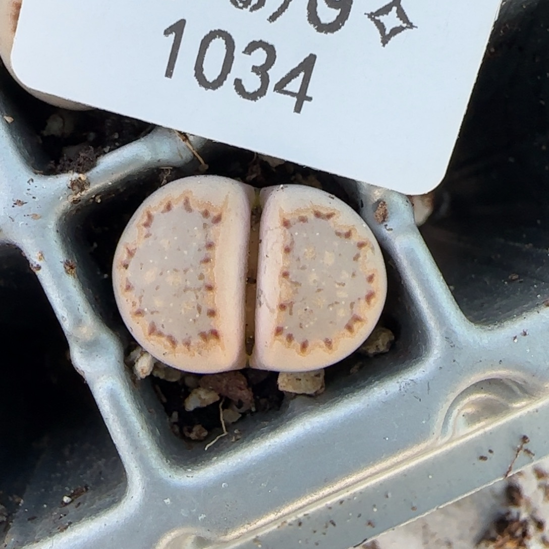 1034。默认脱土。18包邮。偏远88包邮