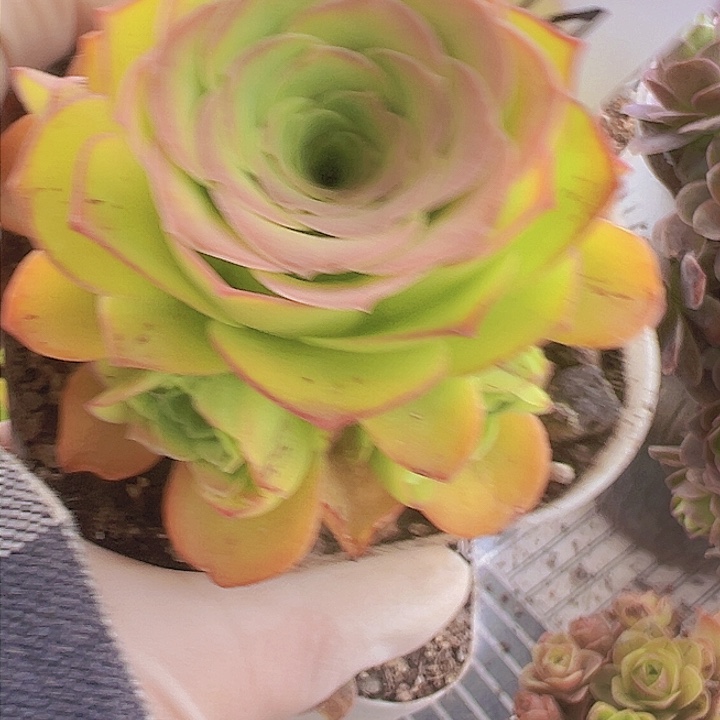 山地玫瑰多肉植物014