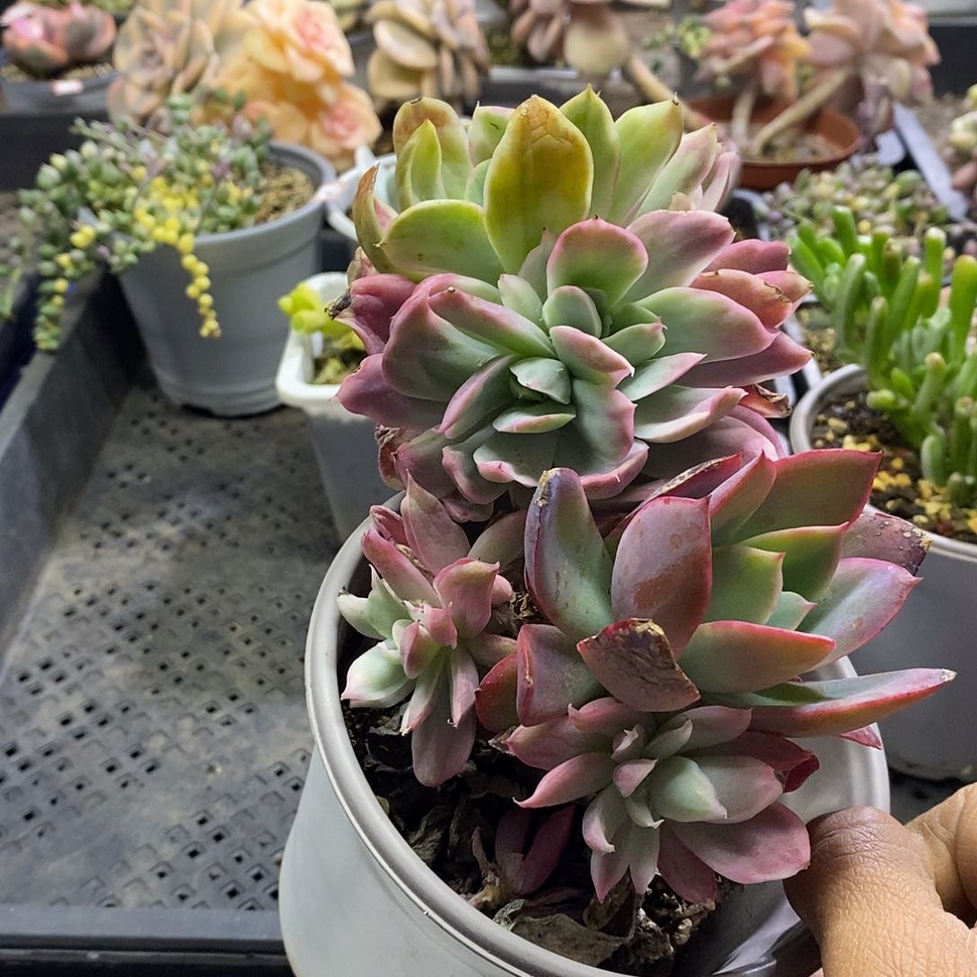 0726绮罗白拉丝锦群多肉