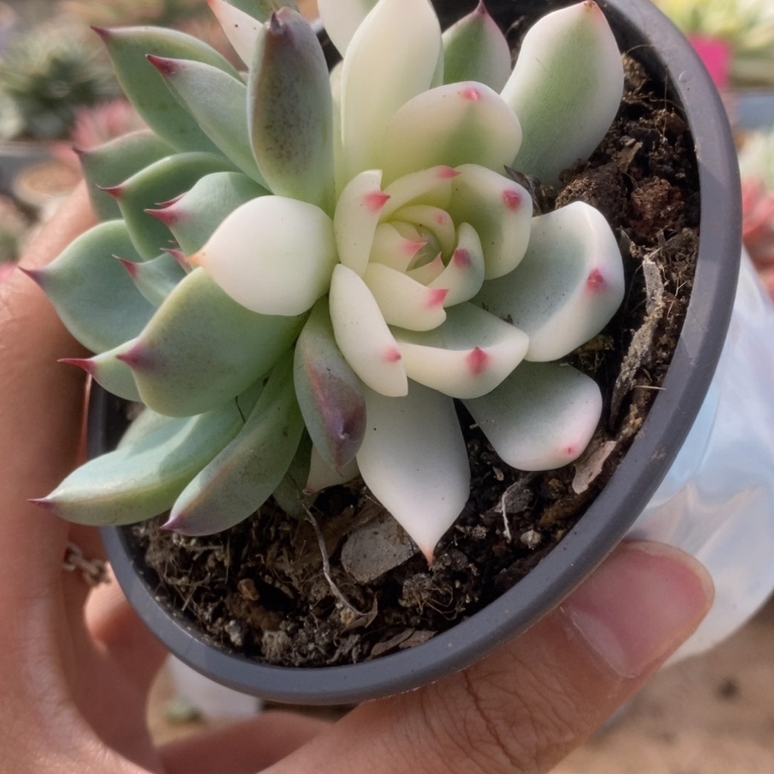 211锦锦锦锦锦锦锦锦
