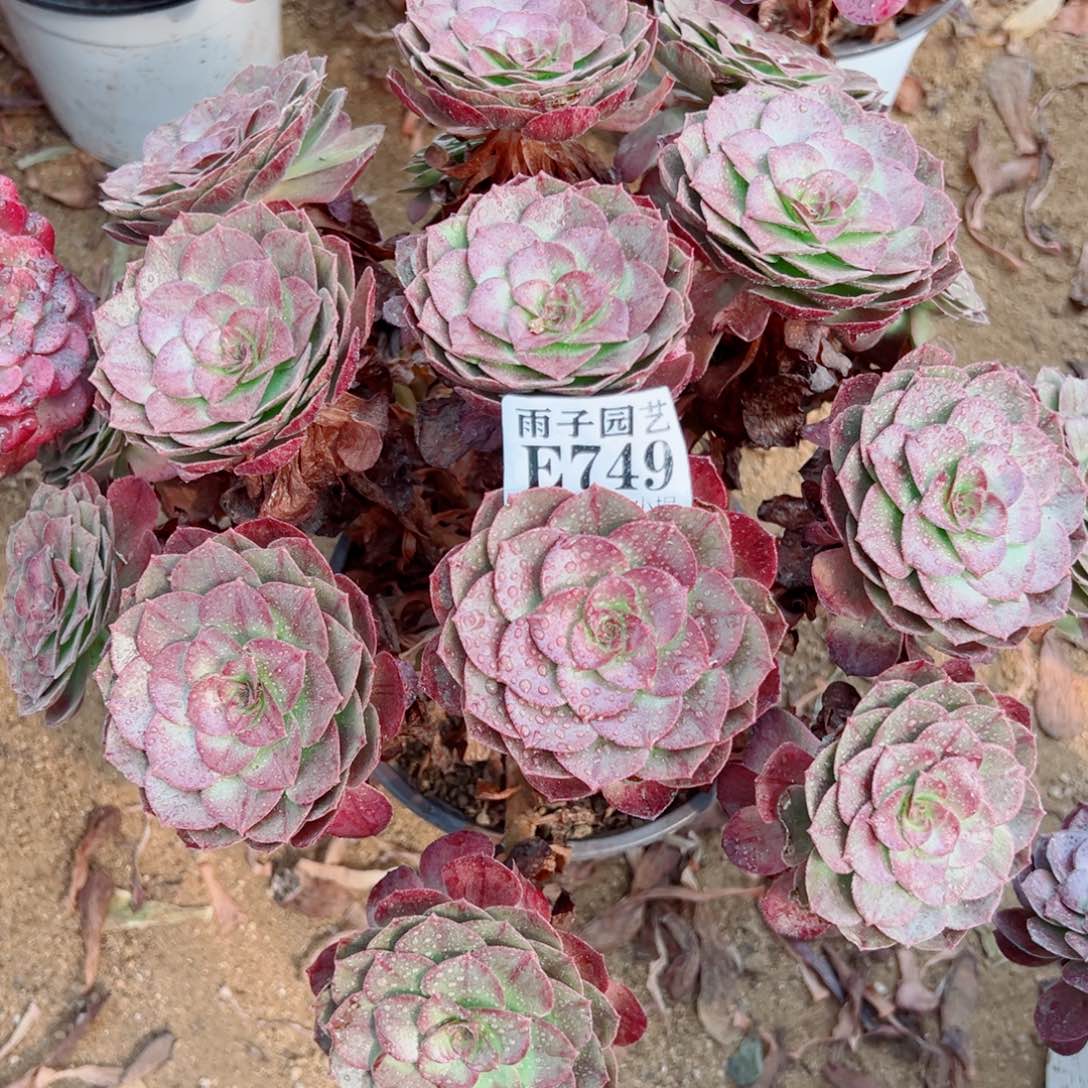 749黑骑士尺寸35左右