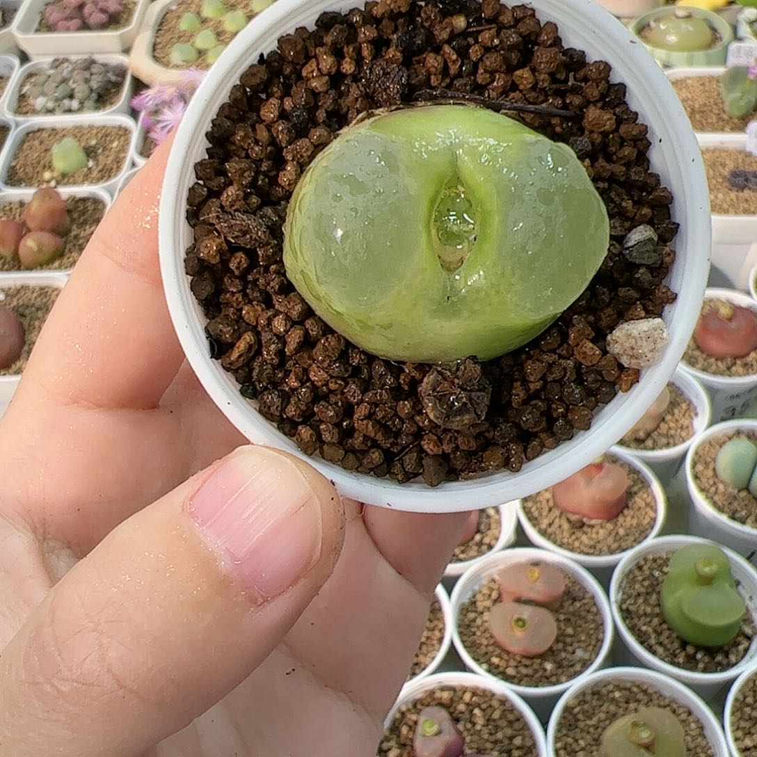 【闪购商品】381 带盆