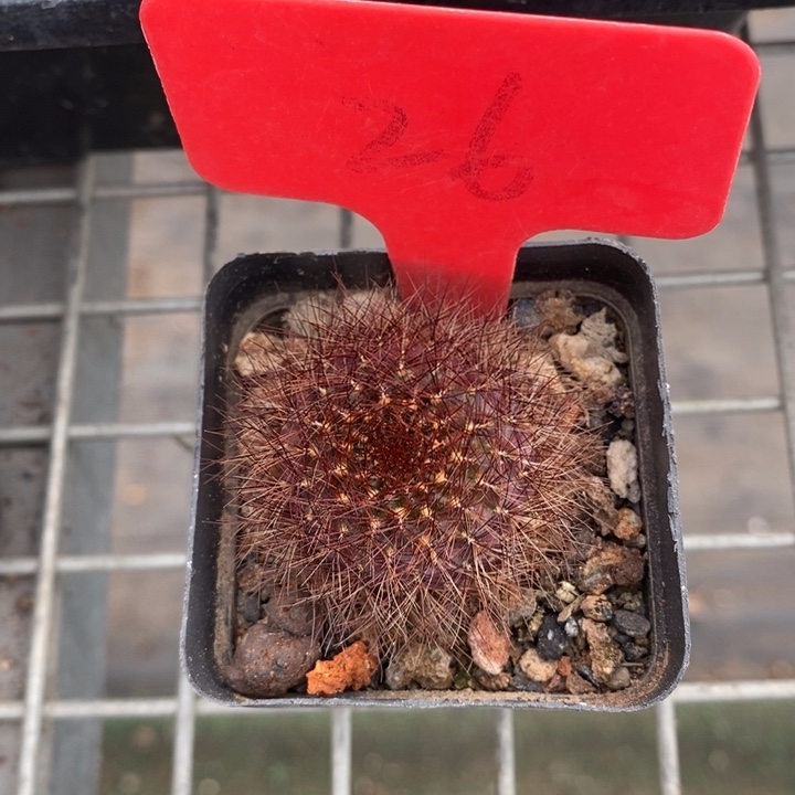 伯克利和格蕾纳等著名音乐