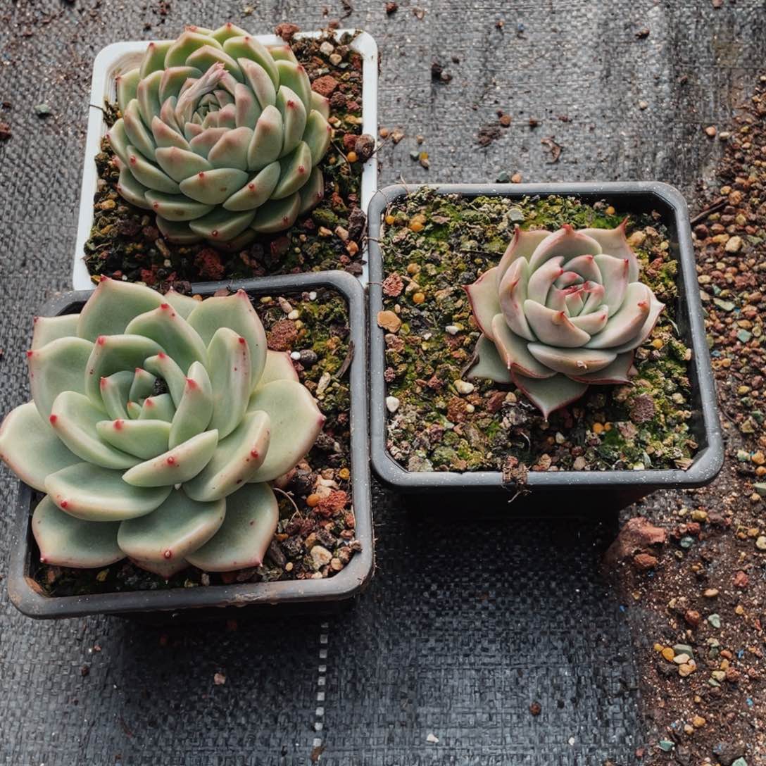 y**✨怕失去小心翼翼小心翼翼09