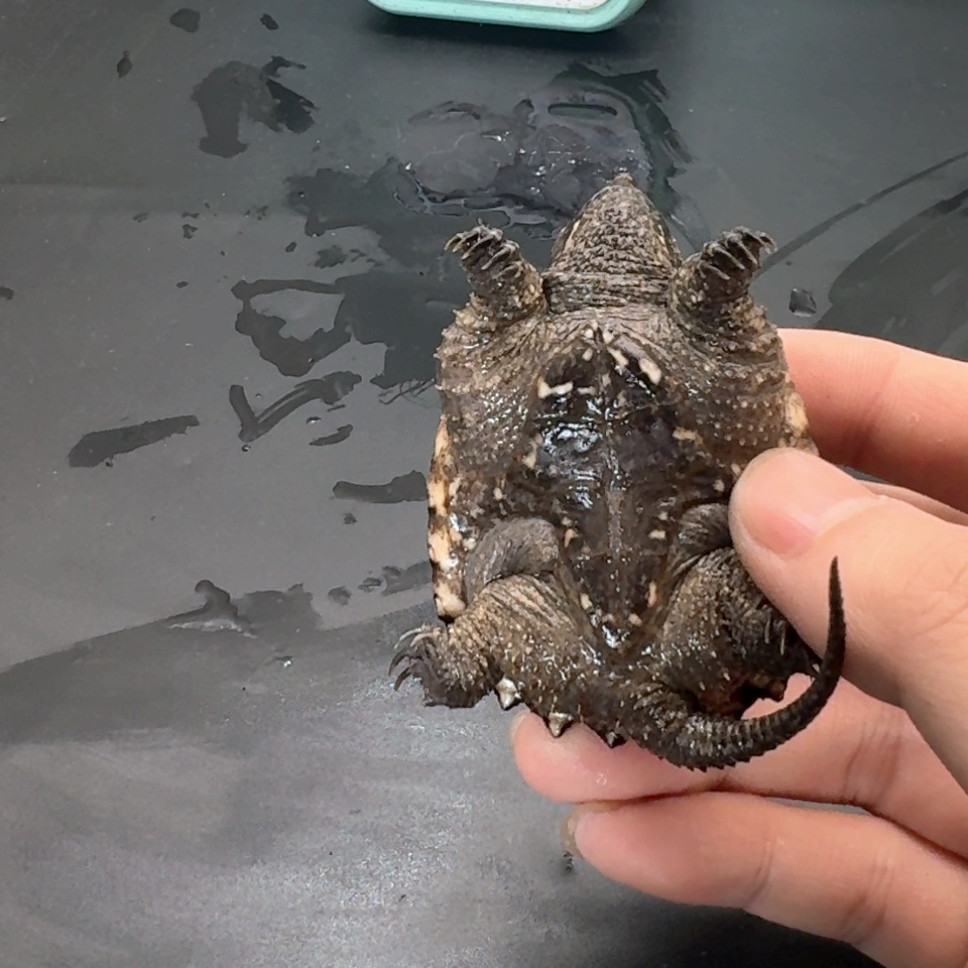 宠物龟不分公母111