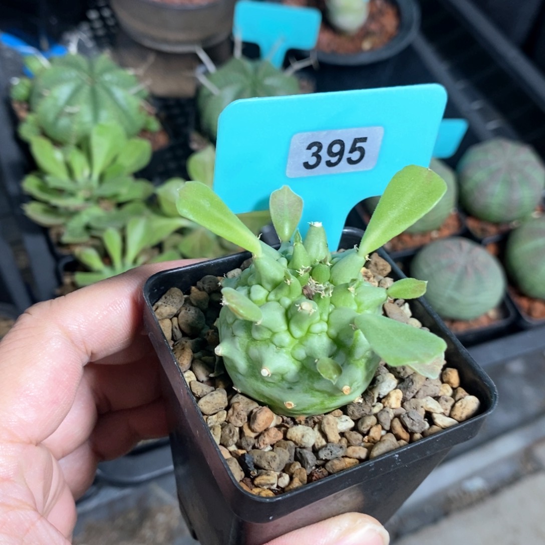 塔松大戟多肉植物一个