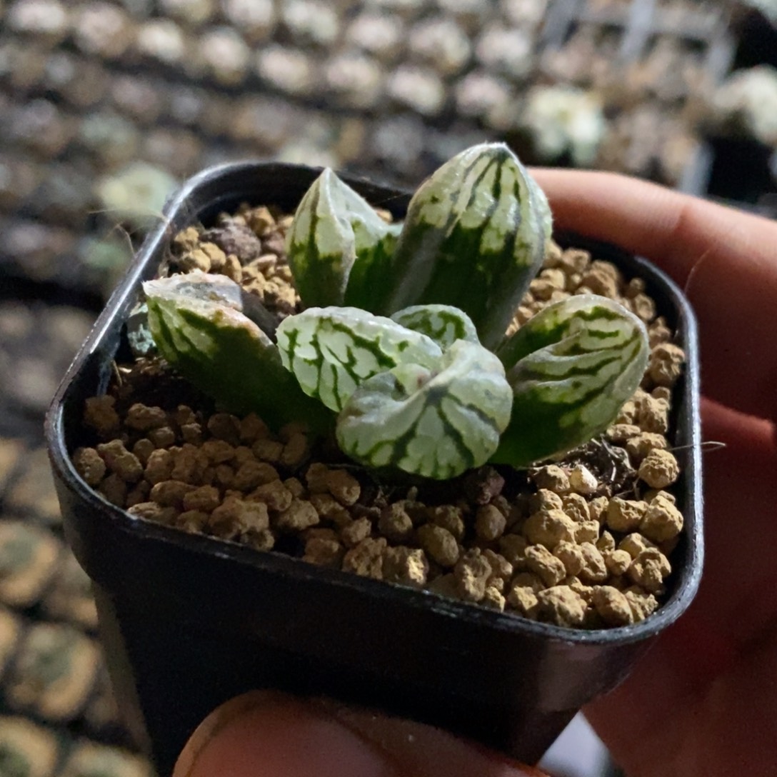 884 一颗裹杂 点赞福利