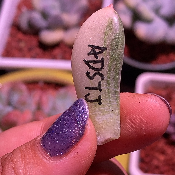 阿蒂斯托锦多肉植物